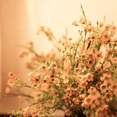 Chateau De Felix * Saint-Félix-de-Pallières